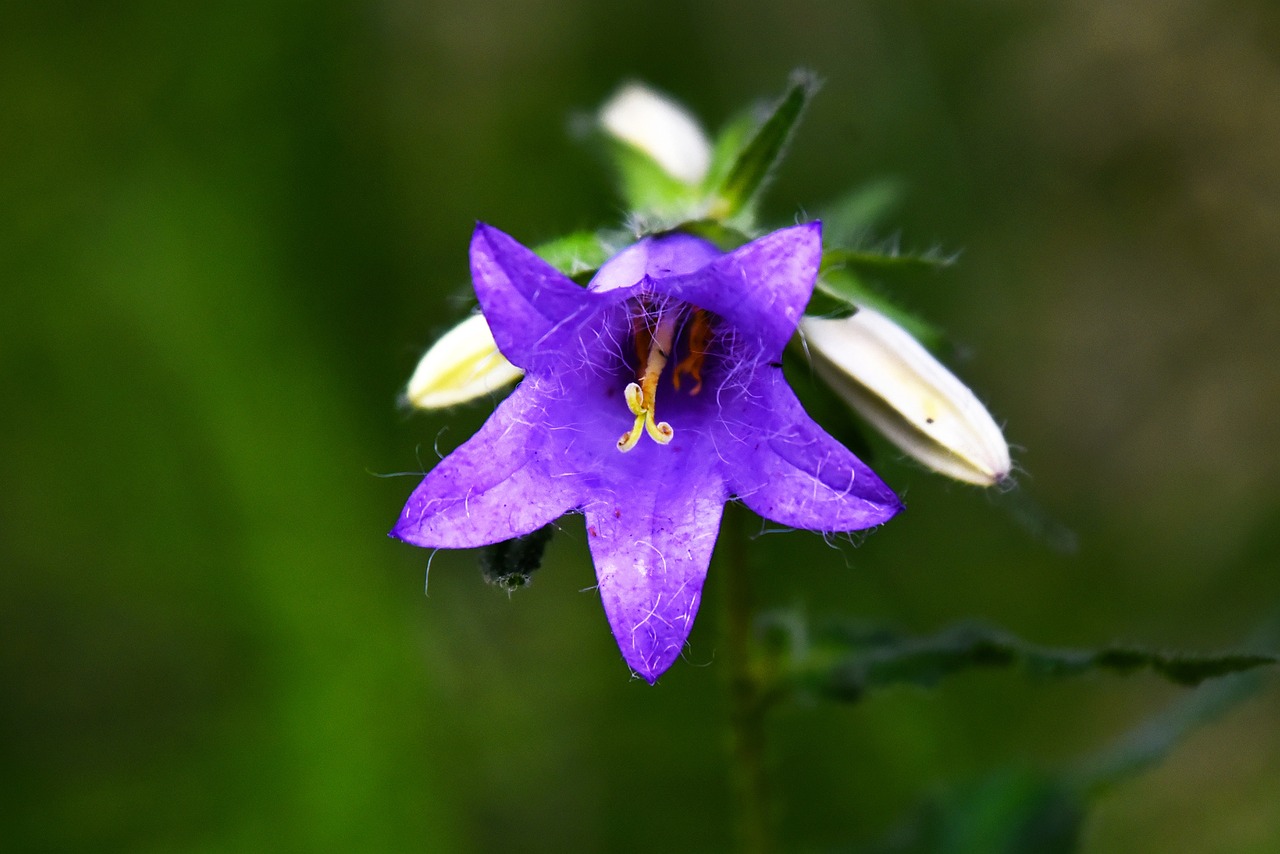 Perennial Plants - The Eco-friendly Choice for Gardeners